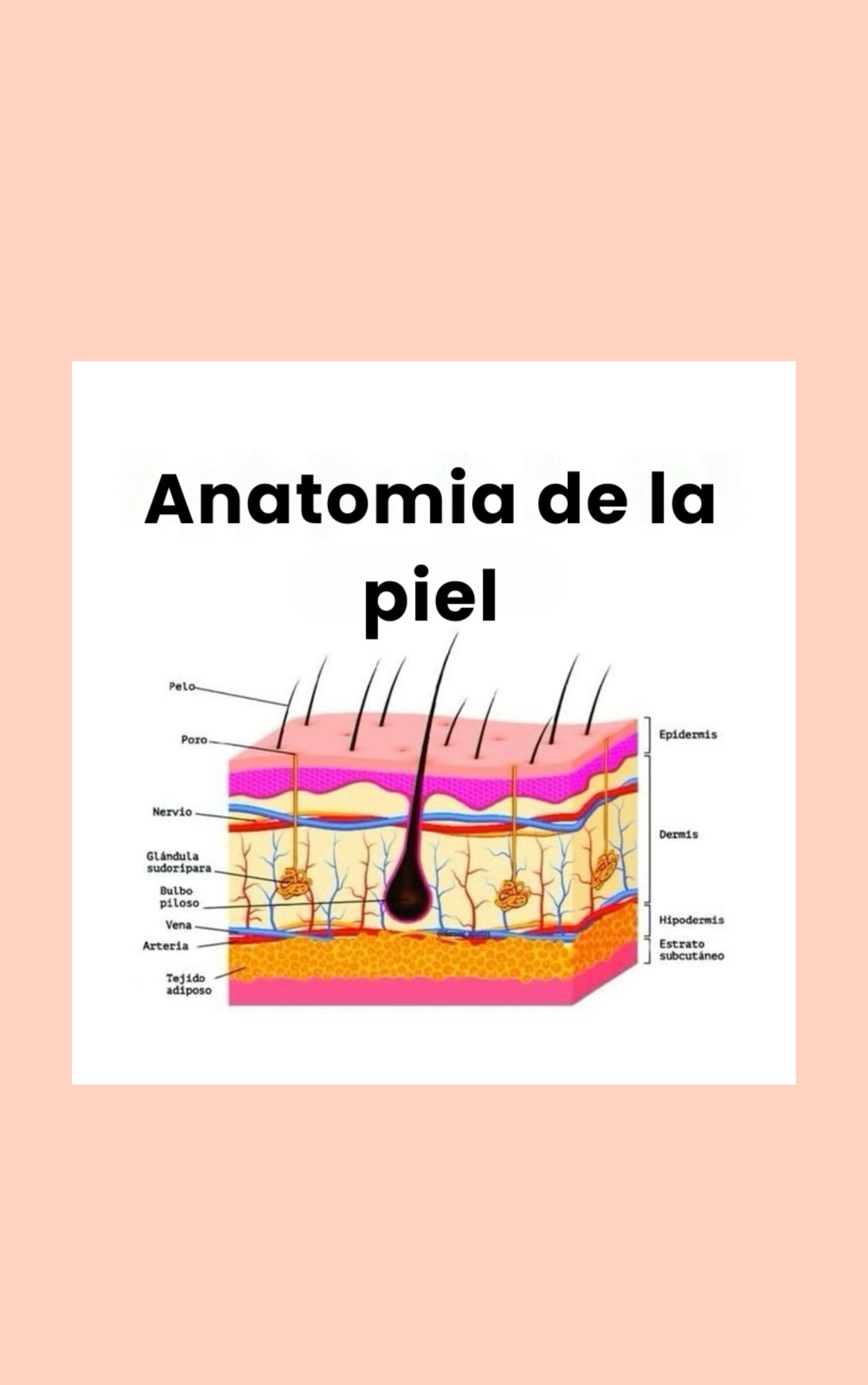 El-mejor-Resumen-de-Anatomía-y-Fisiología
